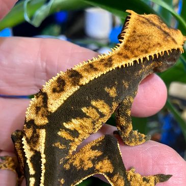 Geckos for sale | Cresties and other Geckos of Norfolk